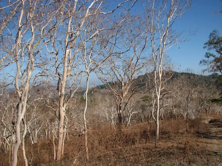 Buea Mountain Forest — Buea (Cameroon)