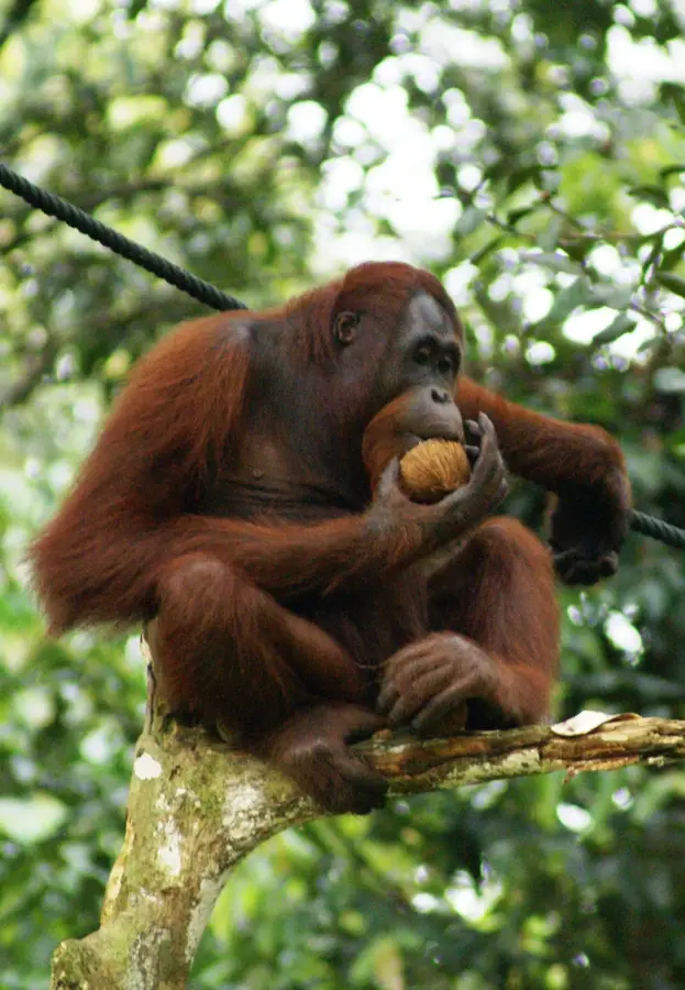 Centrul de Urangutani Bukit Lawang — Rawai (Thailanda)