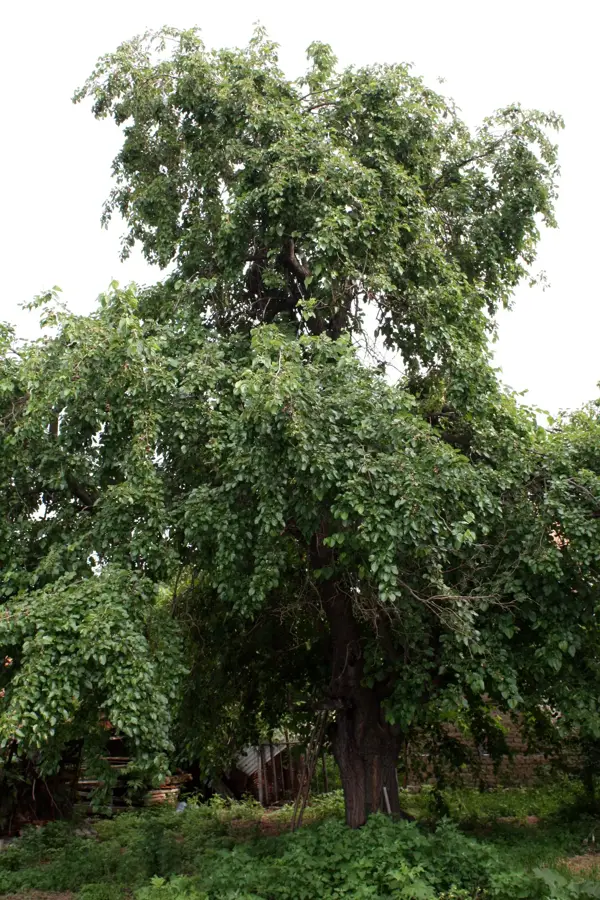 Batenberg (Pazardjik) — Peștera (Bulgaria)