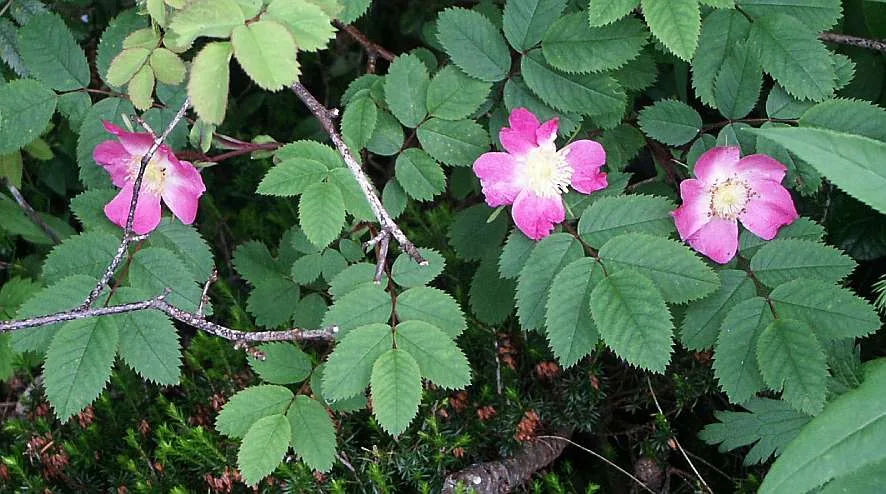 Munții Rosen