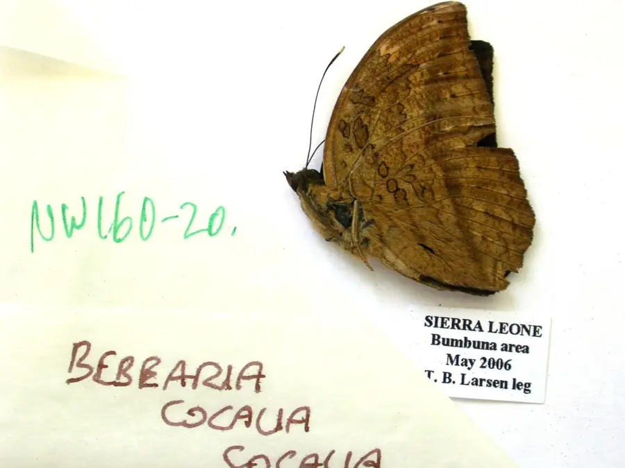 Bumbuna erdei élőhely