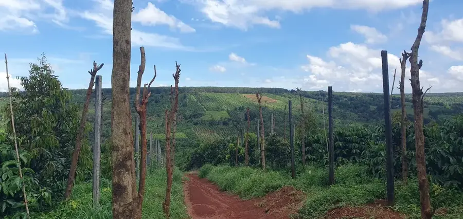 Plantațiile de cafea din Buôn Ma Thuột — Pleiku (Vietnam)