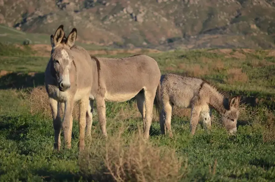 Burro-Burro-Tierwelt