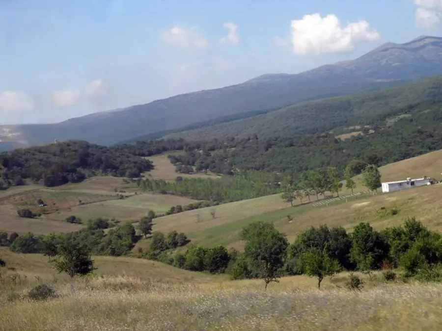 Bursa Peach Orchards