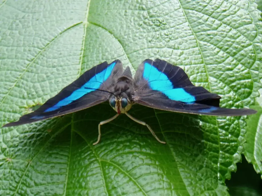 Butterfly World (Pillangó-kert)
