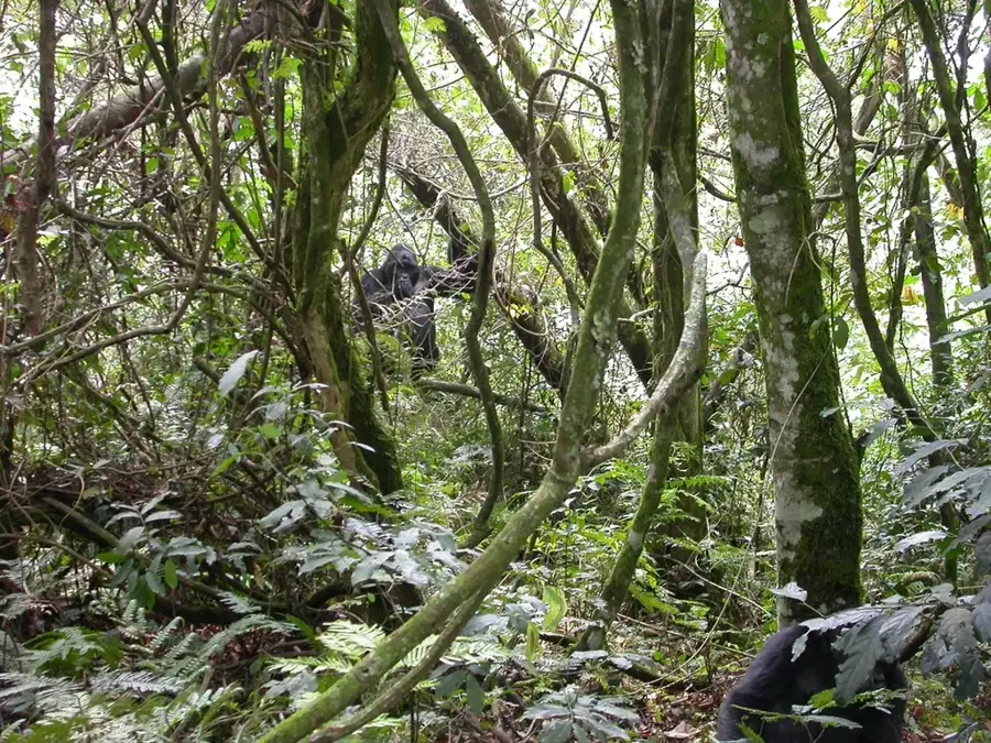 Bwindi-Impenetrable-Nationalpark — Buhoma (Uganda)