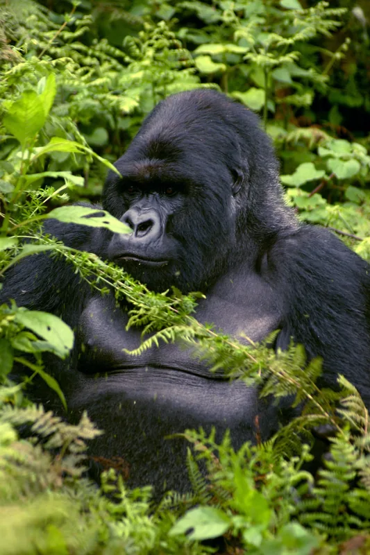 Bwindi-Wald — Buhoma (Uganda)