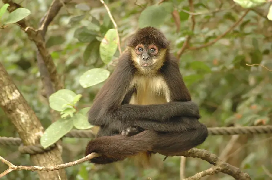Grădina Zoologică din Belize