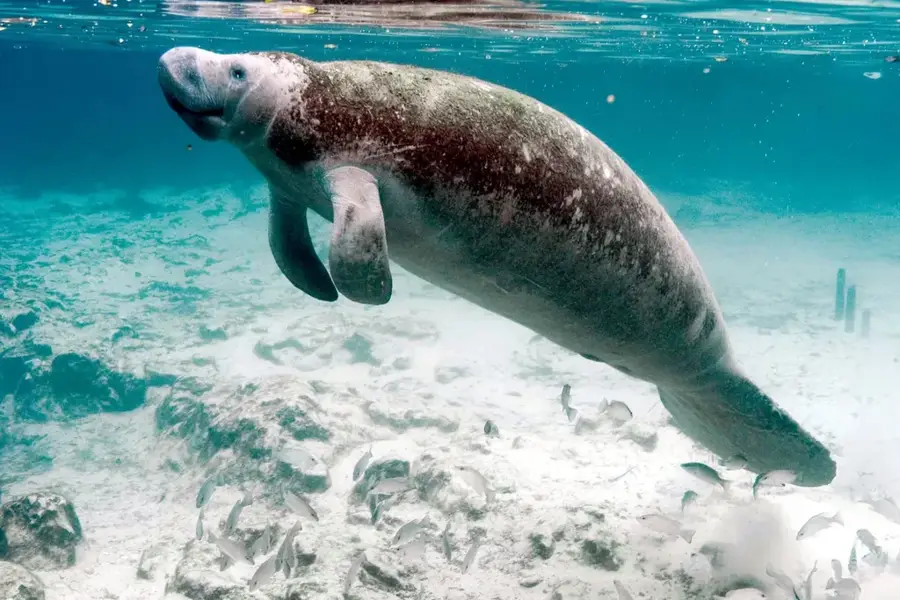 Rezervația Forestieră Manatee