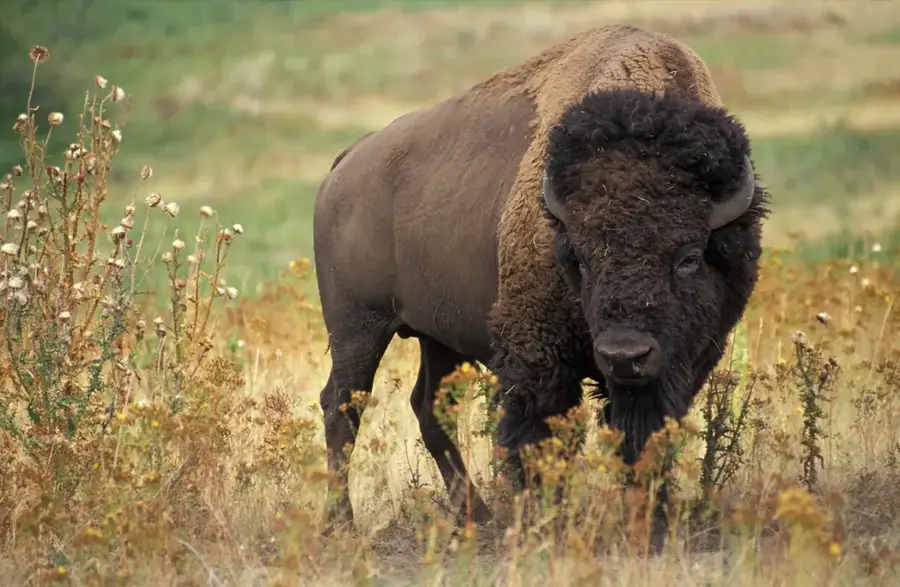 Wood-Buffalo-Bisons — Yellowknife (Kanada)