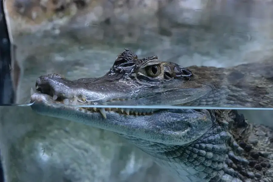 Caiman-House-Schutzgebiet