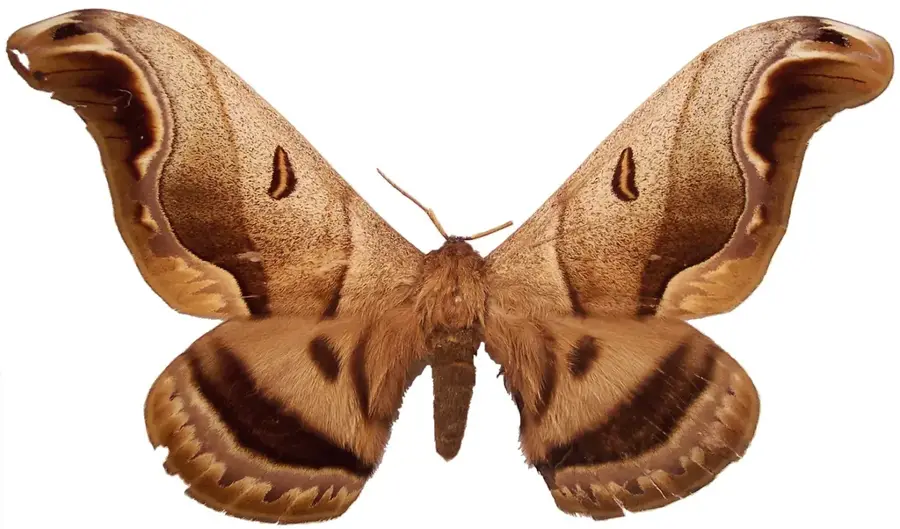 Caió