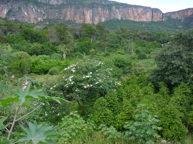 Cal Madow forest