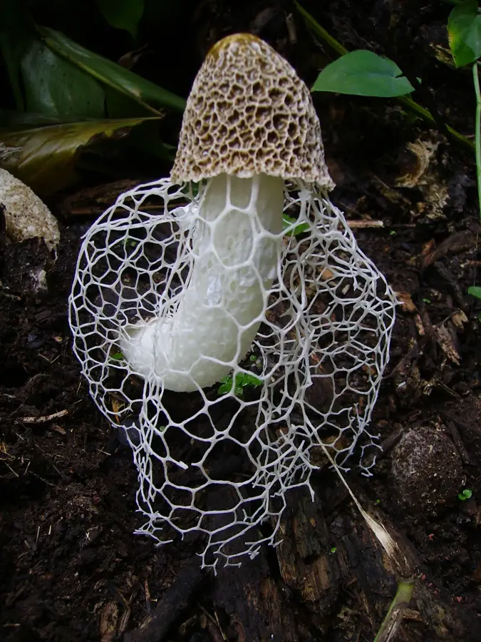 Caluco — Juayúa (El Salvador)