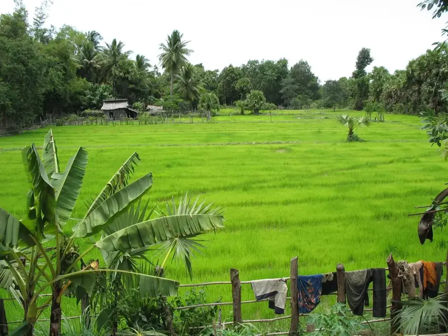 Pursat