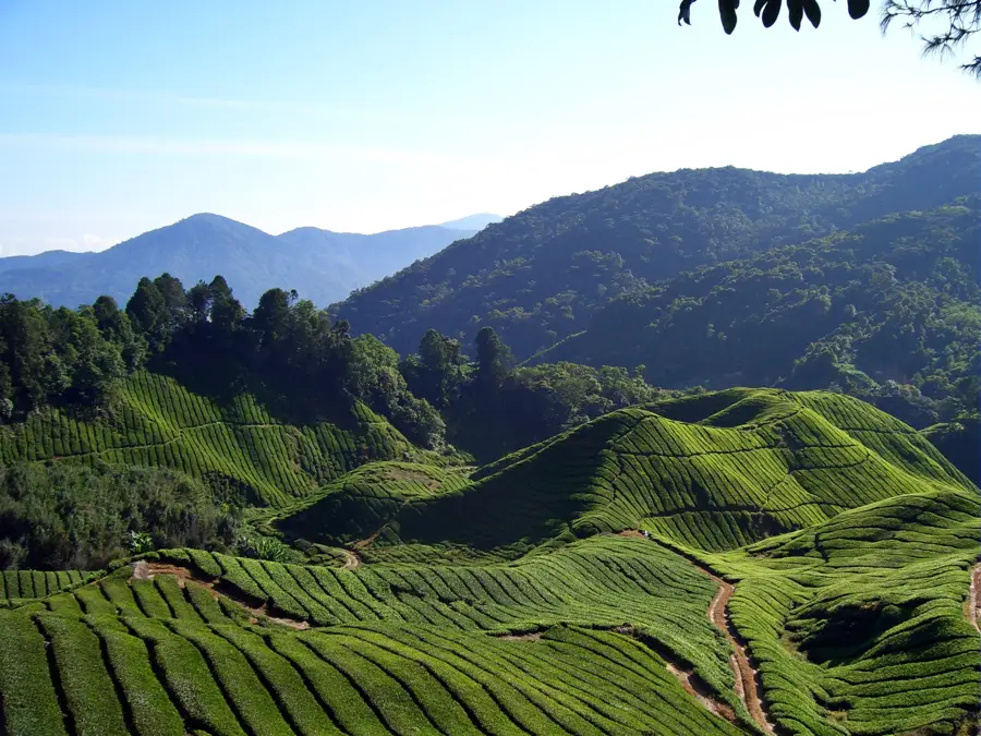 Plantațiile de ceai din Cameron Highlands — Betong (Thailanda)