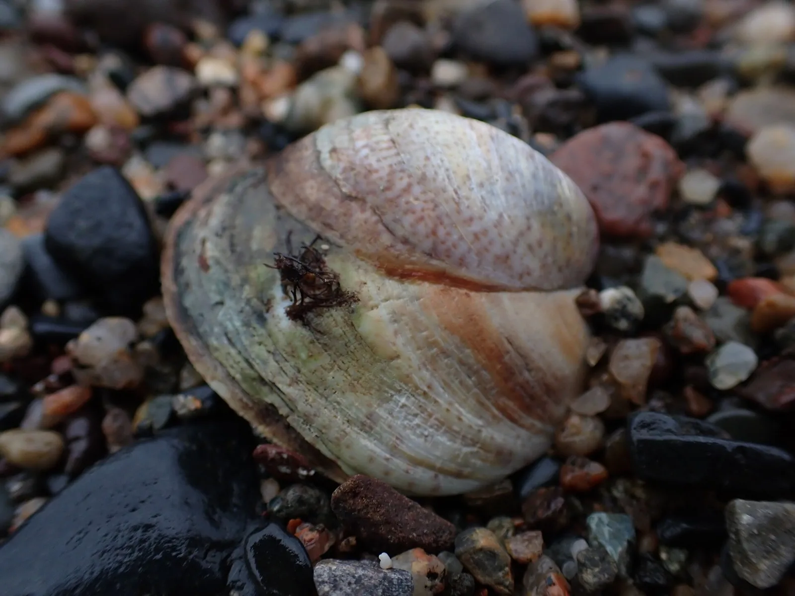 Second Peninsula — St. Esprit (Kanada)
