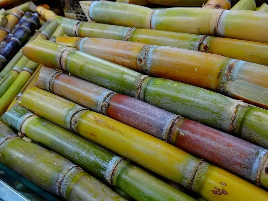 Cane — Marcala (Honduras)