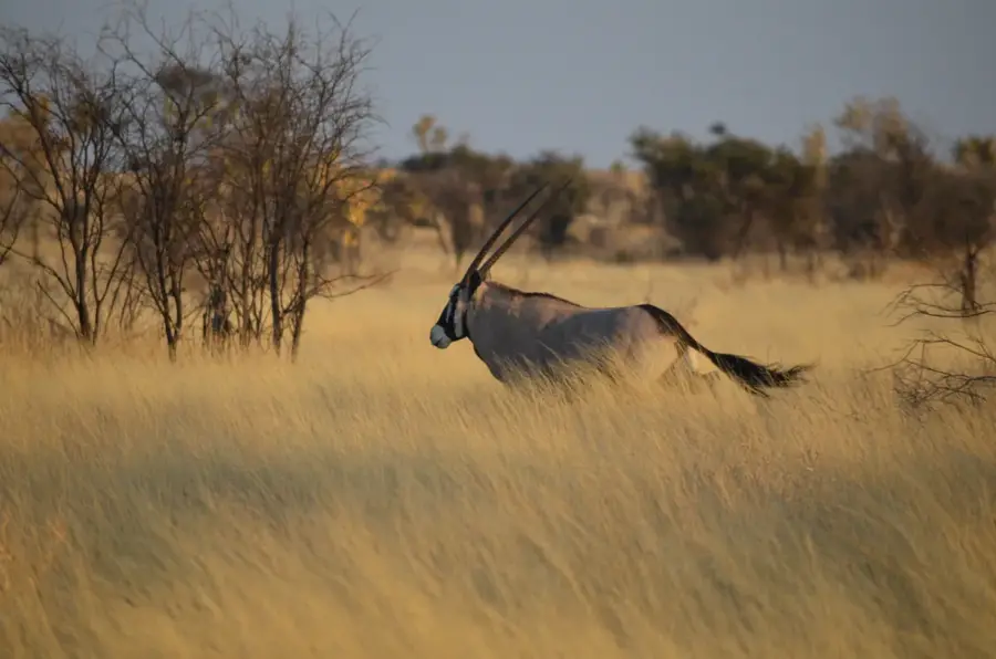Central Kalahari Game Reserve — Phuthadikobo Museum (Botsuana)