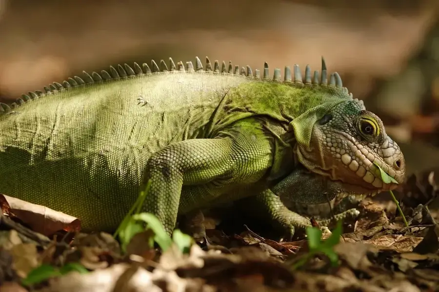 Cerro Cara de Iguana