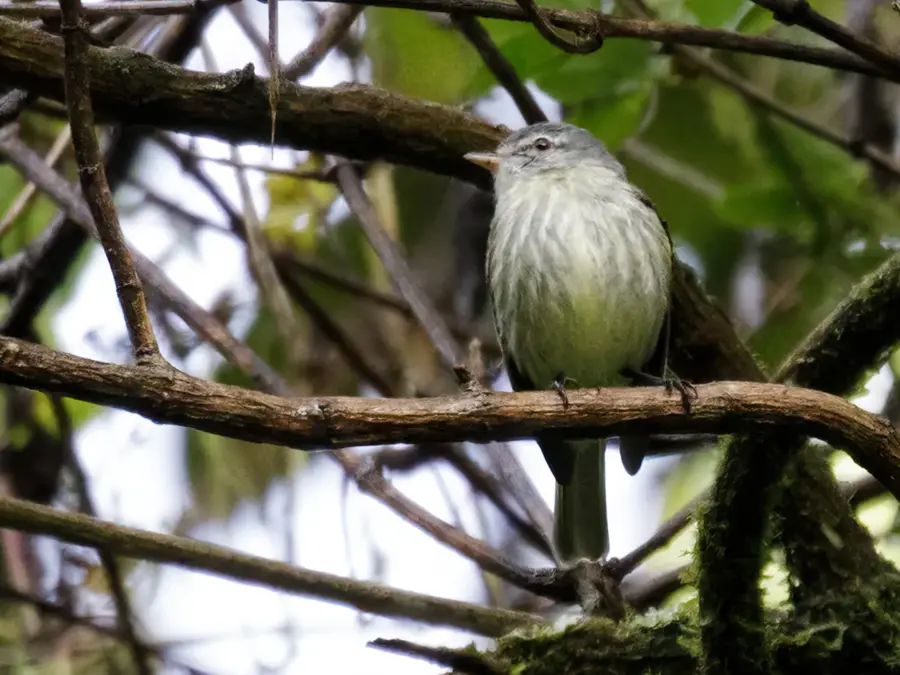 Hochland von Cerro Punta — Volcán Barú (Panama)