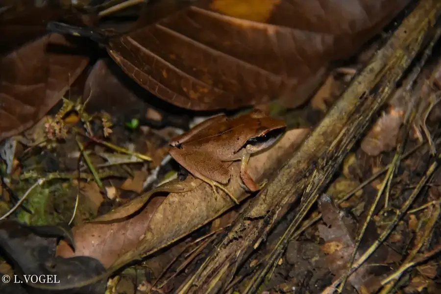 Cerro Saslaya — Waspam (Nicaragua)