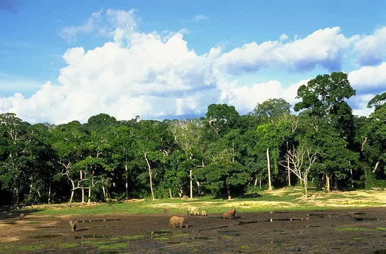 Nouabalé-Ndoki-Wald — Souanké (Kongo-Brazzaville)