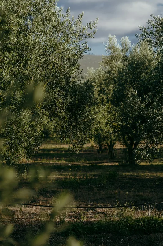 Olivenfarm Chacra La Anyta
