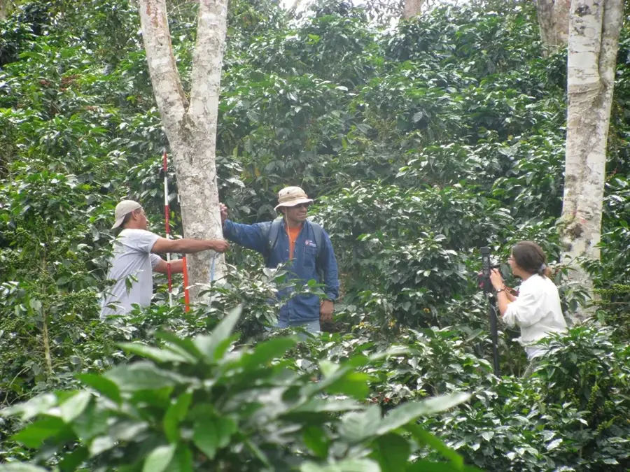 Kaffeeplantagen in Chanchamayo