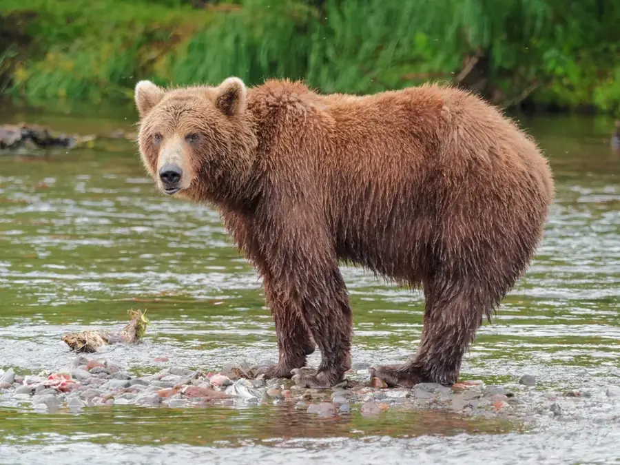 Wildtiere im Changbai-Gebirge — Himmelssee (Nordkorea)
