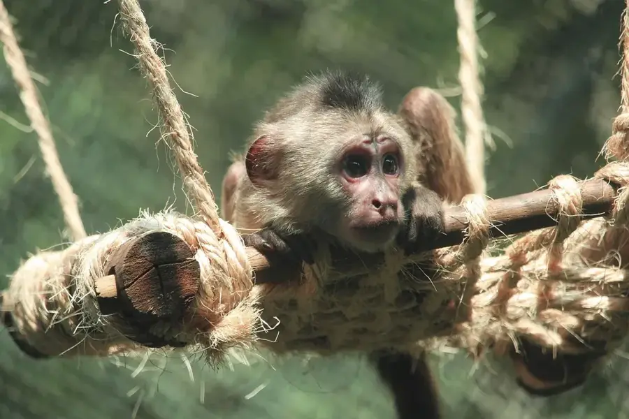 Gradina Zoologica Chapultepec