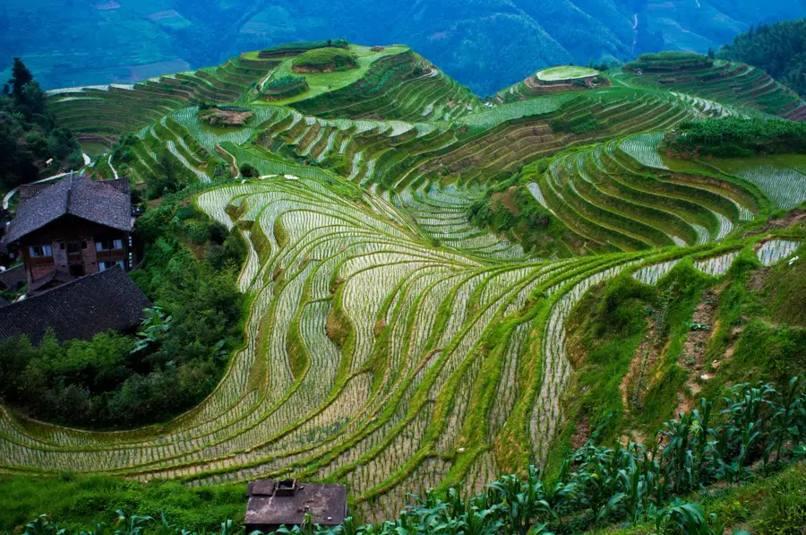 Longji-Reisterrassen — Yangshuo (China)
