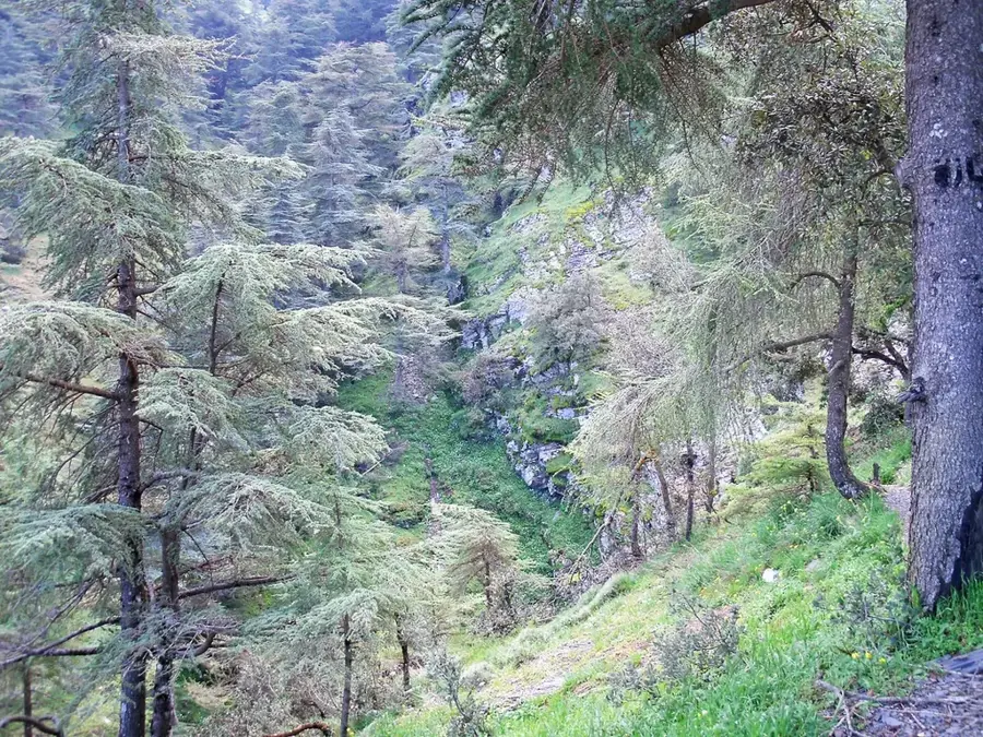Nationalpark Chréa — Turkanasee (Kenia)