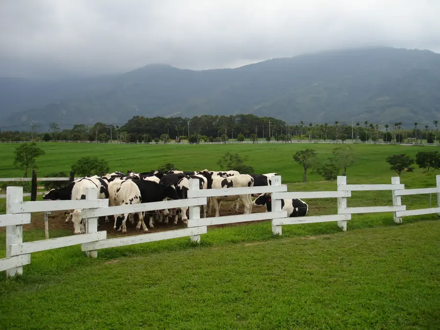 Csulu Farm — Chishang (Tajvan)