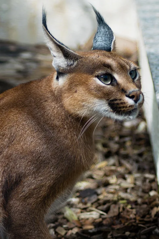 Caracal – város