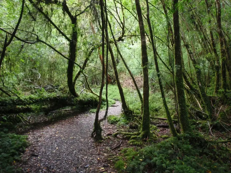 Parque Nacional Alerce Andino