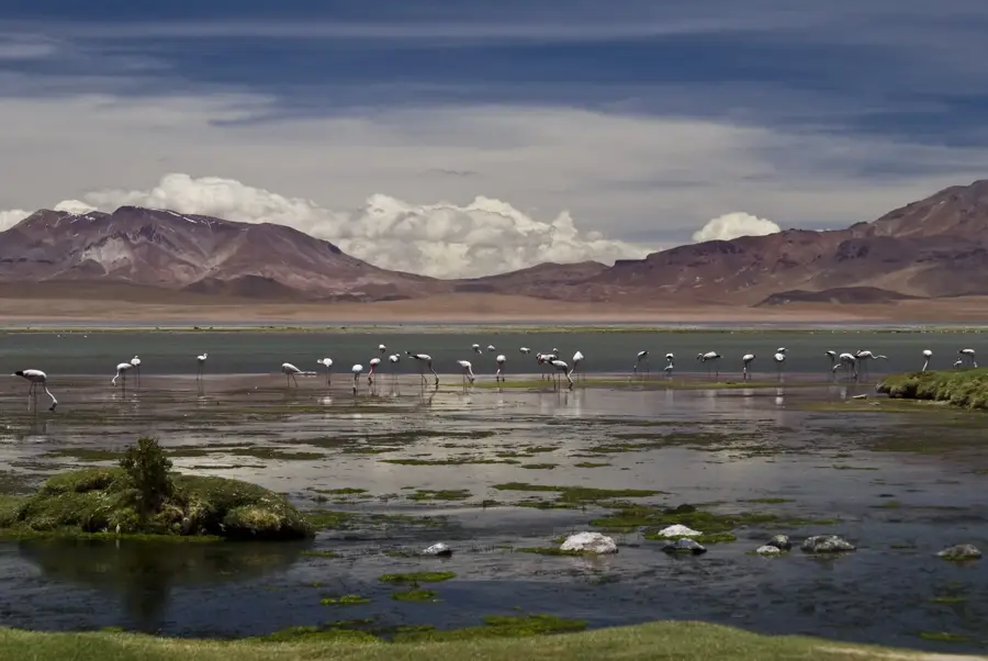 Reserva Nacional Los Flamencos