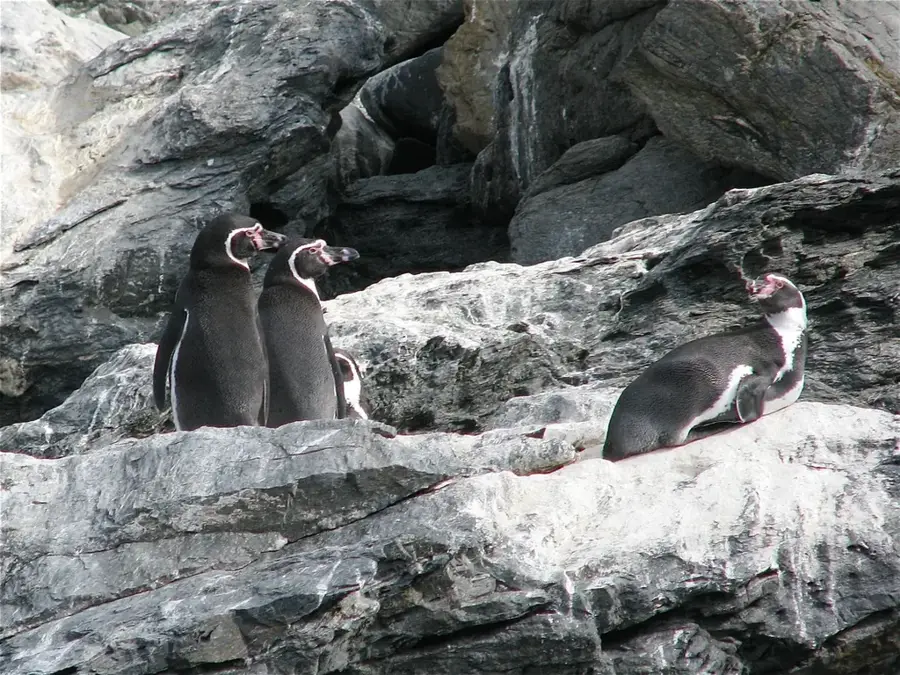 Reserva Nacional Pingüino de Humboldt