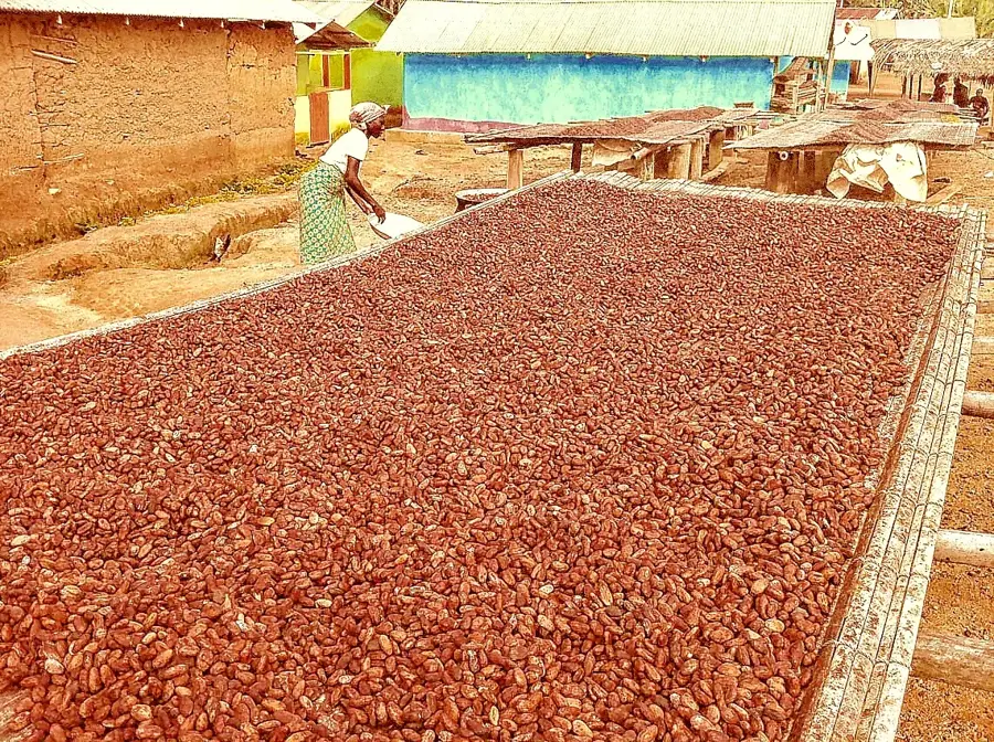 Plantația de cacao Ashanti