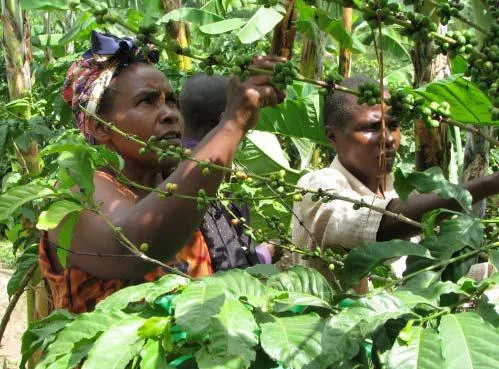 Kaffeeregion-Mount-Elgon — Tororo (Uganda)