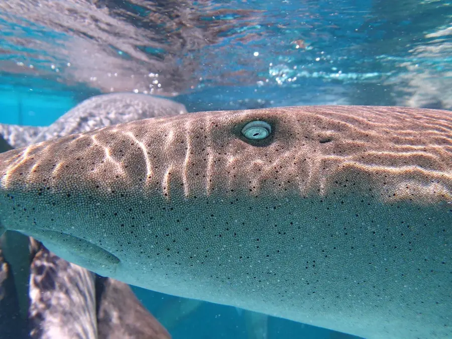 Rechinii doici din Compass Cay — Staniel Cay (Bahamas)