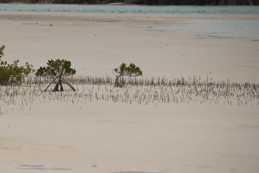 Insula Conception — Hawks Nest (Bahamas)