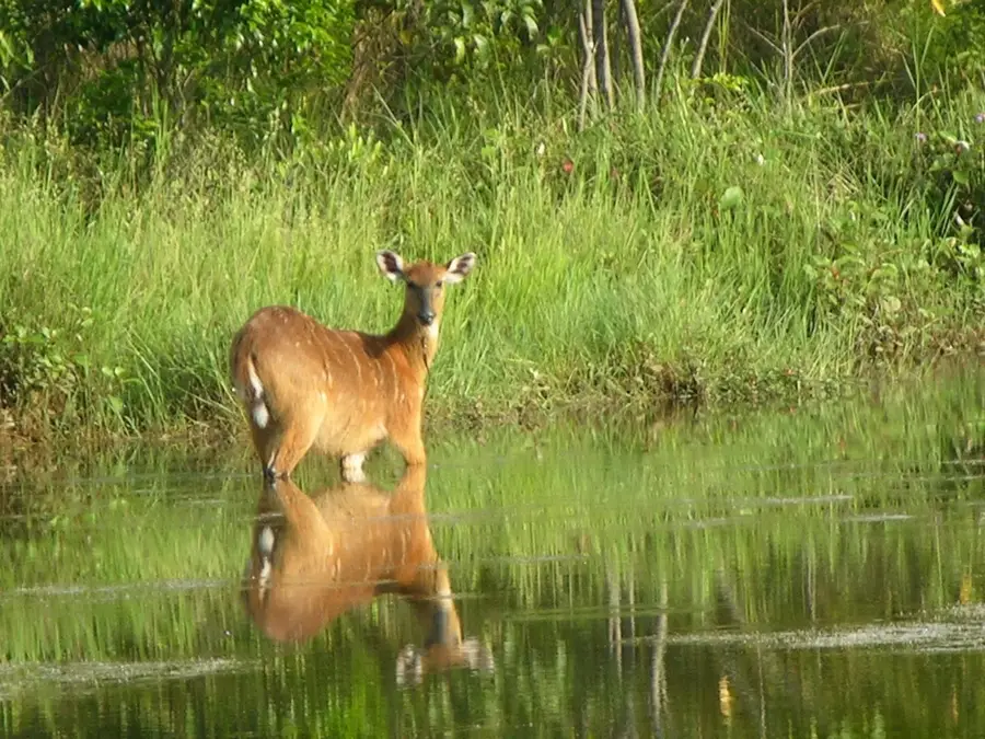 Lesio-Louna Gorilla Reserve