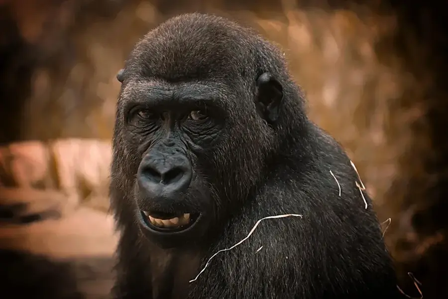 Conkouati Gorilla Orphanage
