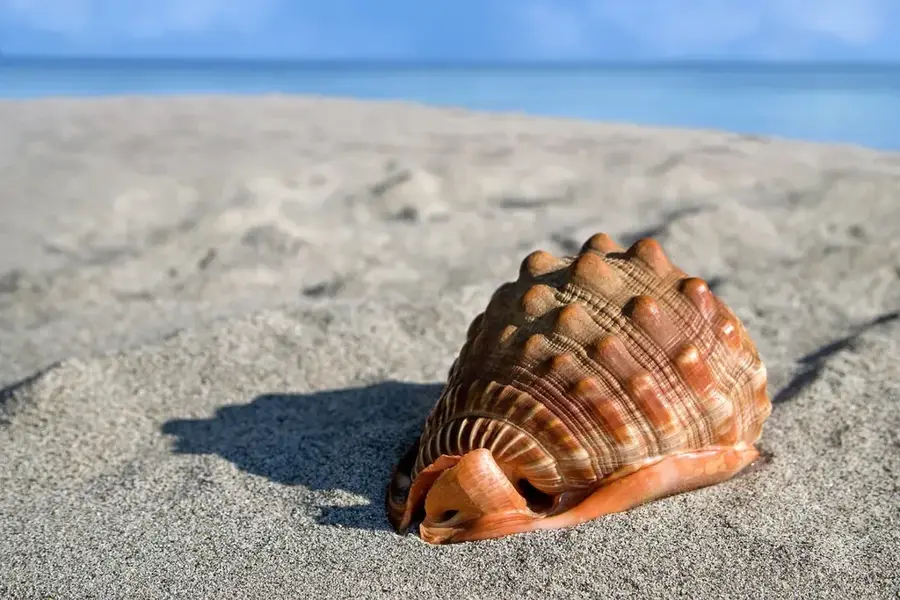 Aitutaki Giant Clam Reserve — Suwarrow (Cook Islands)