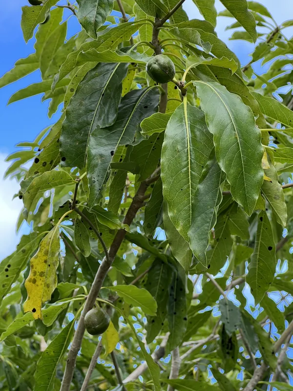 Mauke Biodiversity Forest