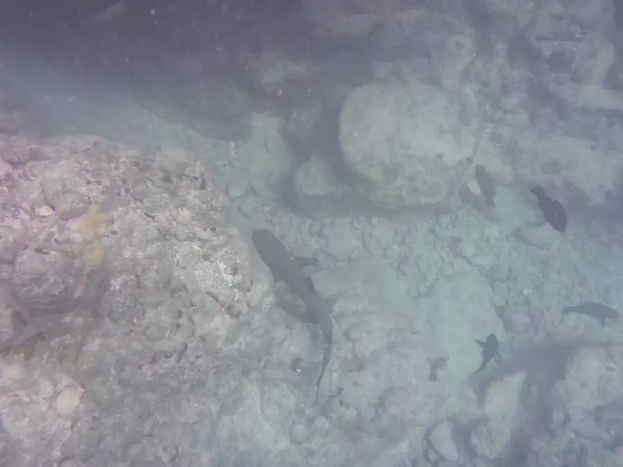 Palmerston Seabird Colony