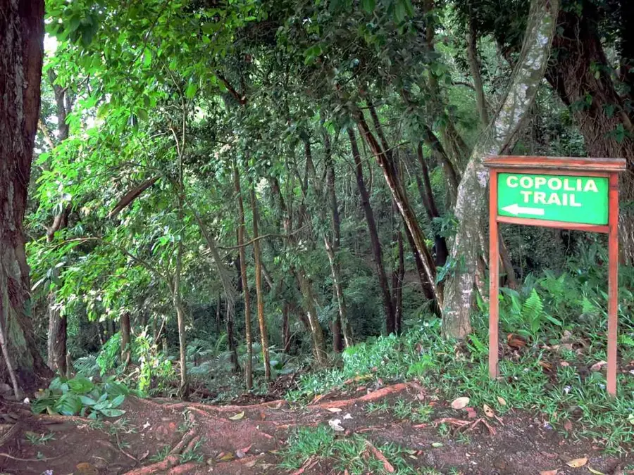 Copolia — Mont Buxton (Seychelles)