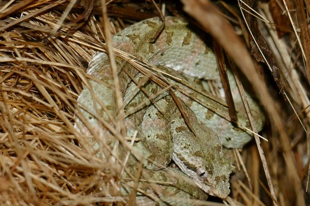 Bijagua — Nicoya (Costa Rica)