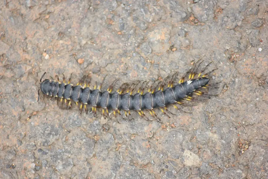 Esterillos — Puerto Jiménez (Costa Rica)